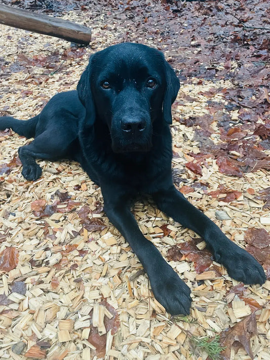 Was packst du ihn deinen Leckerlibeutel? Das Taschen-Chaos