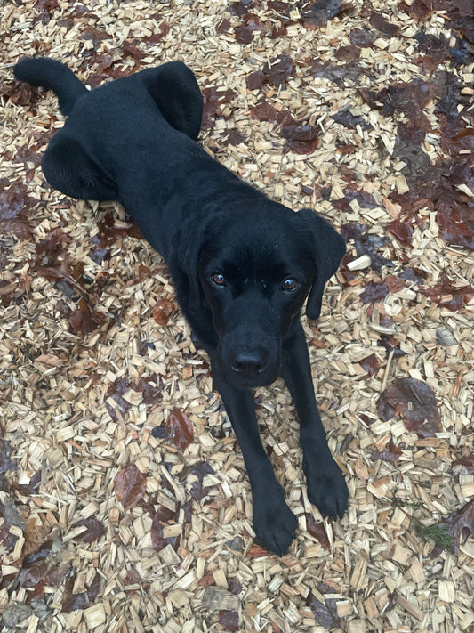 Warum guter Wille nicht reicht – und Alltag klare Abläufe braucht